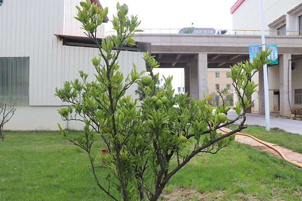 1630484117328937.jpg IMG_3629.JPG